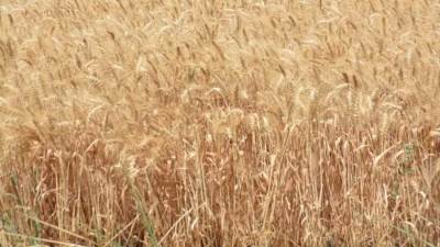 وزير التموين: مصر تشتري 4.2 مليون طن من القمح من المحصول المحلي