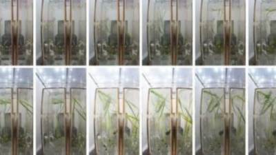 لأول مره.. الصين تجرى تجربة زراعة الأرز والجرجير فى الفضاء 