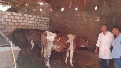 بإنتاج 4 مليون جرعة لقاح.. الزراعة: تستعرض جهود السيطرة على الحمى القلاعية