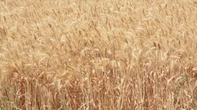 «نجاح الموسم».. مخزون القمح يتجاوز 7 أشهر لدى وزارة التموين