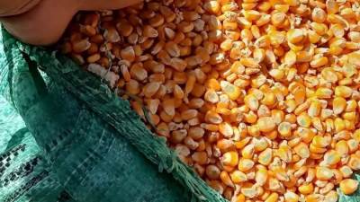 "الزراعة" استلام مصانع الأعلاف للذرة الأصفر تفعيلا للمنظومة التعاقدية