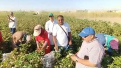 منظومة تدوال القطن تشهد فاعليات أول مزاد لبيع الأقطان بالفيوم لموسم 2022-2023