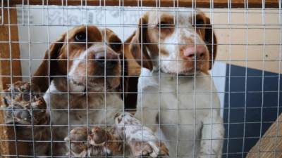 مزرعة في أوكرانيا تصبح مأوى للحيوانات المشردة وسط الحرب