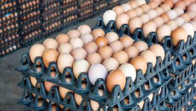 أقل من السوق 25%.. الزراعة تطرح كراتين البيض بأسعار مخفضة استعدادًا لبدء العام الدراسي الجديد