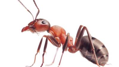 كم عدد النمل على وجه الأرض؟.. 20 كوادريليون