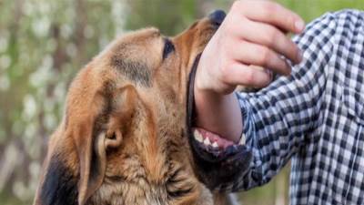 الصحة: المصل المضاد للسعار متوفر بالمجان من خلال مستشفيات الوزارة 