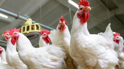 التموين توضح حقيقة ارتفاع سعر كيلو الدواجن بقيمة 15 جنيها