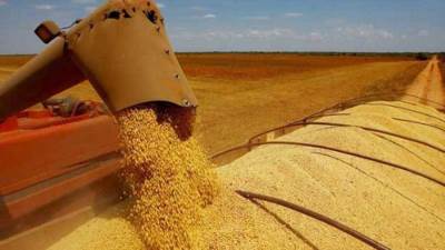 الصين تفرض قيود على صادرات نشا الذرة.. أزمة عالمية في الأفق