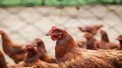 كارثة الشتاء.. فيروس إنفلونزا الطيور يضرب  أوروبا ومخاوف من تفشيه دوليا