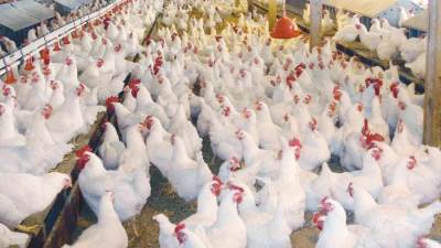 الكيلو سيصل إلى 50 جنية.. مربو الدواجن يتوقعون زيادة جديدة في الأسعار