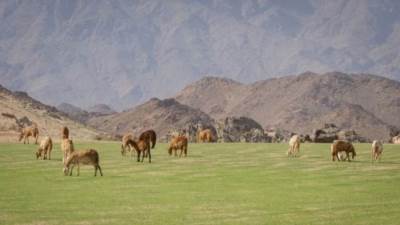 محمية "بيرين فالد موريتس".. ملاذ آمن للدببة