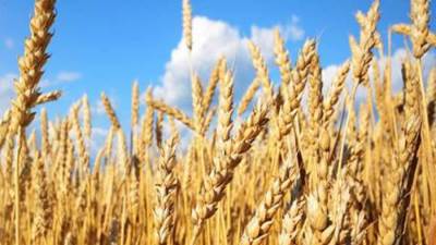 المركزي للإحصاء: ارتفاع إنتاج مصر من الحبوب بنسبة 4.4٪ عام 2020/2021