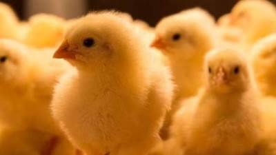 طلب إحاطة بشأن واقعة إعدام ملايين الكتاكيت