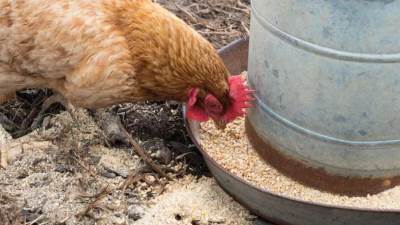 اتحاد الدواجن يشكر الحكومة للإفراج عن 60 ألف طن أعلاف من الجمارك