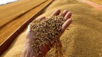 انخفاض حصة مصر من " القمح" الأوكرانية 5 مرات عن العام الماضي