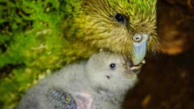 استبعاد أضخم ببغاء في العالم عن مسابقة "طير السنة".. لماذا؟