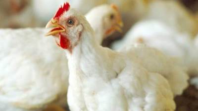 شركة الإسماعيلية للدواجن: ارتفاع أسعار الأعلاف أثر على تكلفة التشغيل