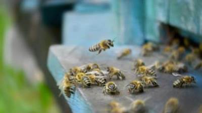 بسبب تغير المناخ.. عالم يحذر من "نهاية العالم" للحشرات