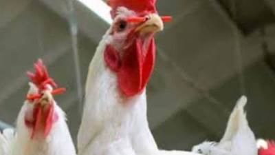 اتحاد منتجي الدواجن لـ"الصفقة": أسعار الفراخ ستشتعل بعد ارتفاع سعر الدولار