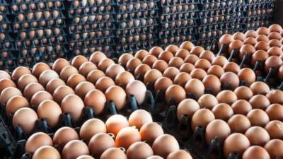 تراجع أسعار البيض اليوم الأحد 30 أكتوبر