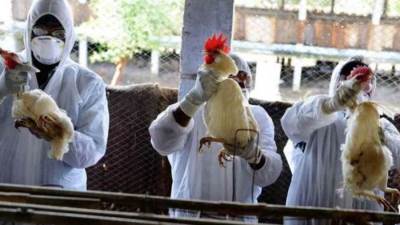 كوريا الجنوبية تسجل حالة إصابة أخرى بإنفلونزا الطيور 