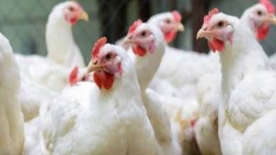 وزير الزراعة الإفراج عن 172 ألف طن اعلاف «الذرة والصويا»