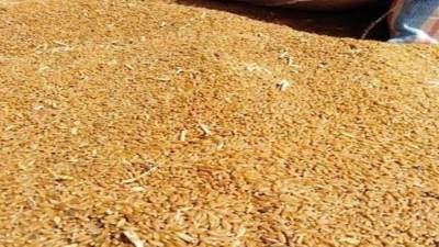 27 نوفمبر.. التموين تعلن طرح كميات من مخزون القمح للبيع عبر منصة بورصة السلع