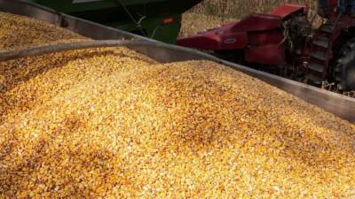 وزارة التموين: طرح كميات لبيع مخزون القمح للمطاحن عبر البورصة