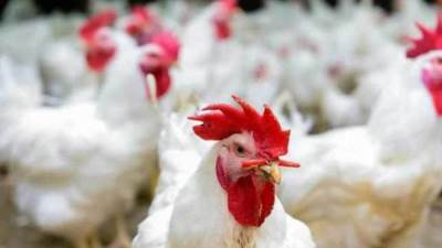 بعد انخفاض البيض 30 جنيها.. اتحاد منتجي الدواجن يعلن تراجع أسعار الدواجن بالأسواق