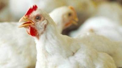 منتجو الدواجن يحذرون من أزمة في بيض: «الفراخ جعانة وهتموت عايزين نبيعها»