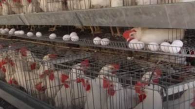 متحدث الزراعة: سعر الدواجن وبيض المائدة يشهد انخفاضًا