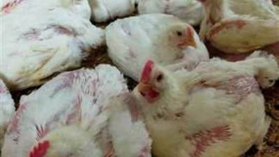 أسعار الدواجن اليوم فى المزارع تسجل 37 جنيها للكيلو