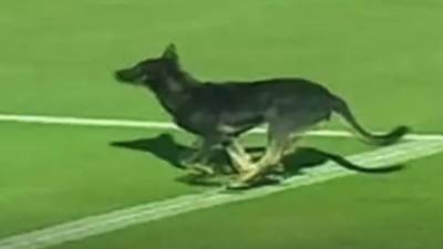 كلب يقتحم مباراة الإسماعيلي وسموحة في منافسات الدوري المصري