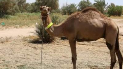 بعد شائعة إصابة لاعبي فرنسا.. كل ما تريد معرفته عن أنفلونزا الإبل