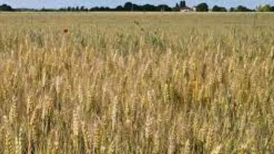 مصر تشتري 200 ألف طن قمح روسي 