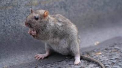 ديلى ميل: فئران خارقة تحتل البرلمان البريطانى.. وتقرير يؤكد مقاومتها للسموم