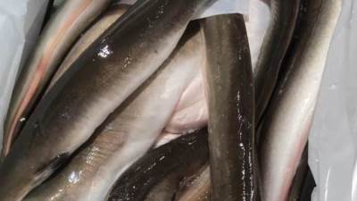 جمارك الصادرات الجوية بمطار القاهرة تضبط محاولة تهريب كمية من حنشان البحر