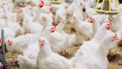 بعد وصول الكيلو لـ60 جنيها.. منتجي الدواجن: ارتفاع جديد في الأسعار خلال الأيام المقبلة