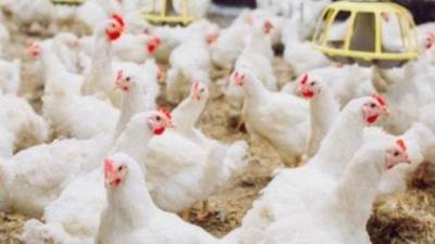 خبير يكشف سبب الارتفاع الجنوني لأسعار الدواجن.. 40% من مربي الفراخ خرجوا من السوق