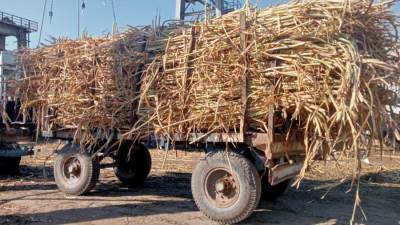 مزارعو كوم أمبو يوجهون الشكر للرئيس السيسي والدكتور علي المصيلحي على رفع سعر  طن القصب وتسهيلات التوريد