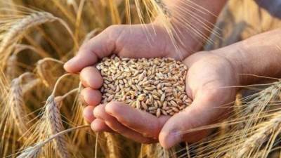 هيئة السلع التموينية تعلن عن مناقصة لشراء القمح بتمويل من البنك الدولي