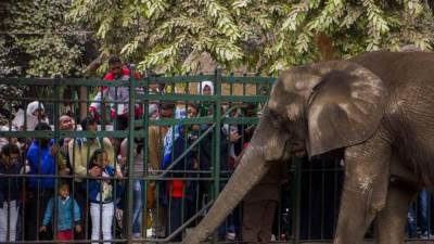 حقيقة وجود تعاون مصري إماراتي لتطوير حديقة الحيوان.. الزراعة ترد 