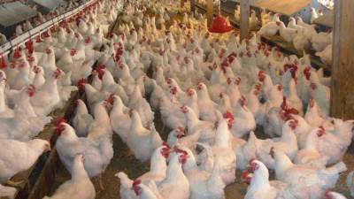 صاحب مزرعة دواجن يستغيث: احنا داخلين على أيام سوده