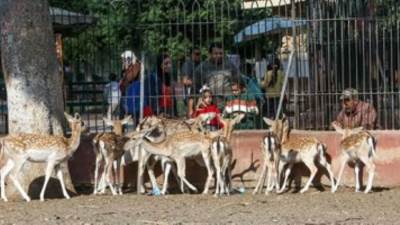 وزارة الزراعة: ضغط مدة تطوير حديقتي الحيوان والأورمان إلى "عام واحد"