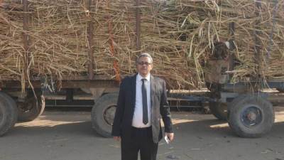 توريد 315 الف طن قصب وإنتاج 31 الف طن سكر على مستوي 8 مصانع