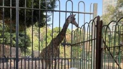 الزراعة: سعر التذكرة الجديد لحديقة الحيوان سيتناسب مع المواطنين