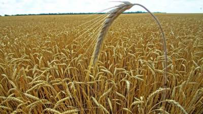 روسيا تعلن خفض أسعار تصدير القمح بدءا من 18 يناير