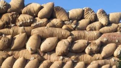 "قطاع الأعمال": بيع 136 ألف قنطار قطن في 7 محافظات ضمن منظومة التداول الجديدة