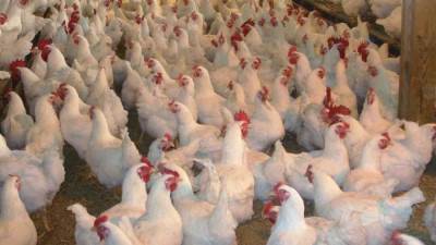 شعبة الدواجن: الدجاجة الواحدة تكلف المربي 110 جنيهات