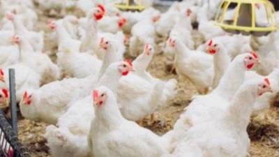 اتحاد منتجي الدواجن: هناك شرط وحيد لتراجع الأسعار خلال 45 يوم